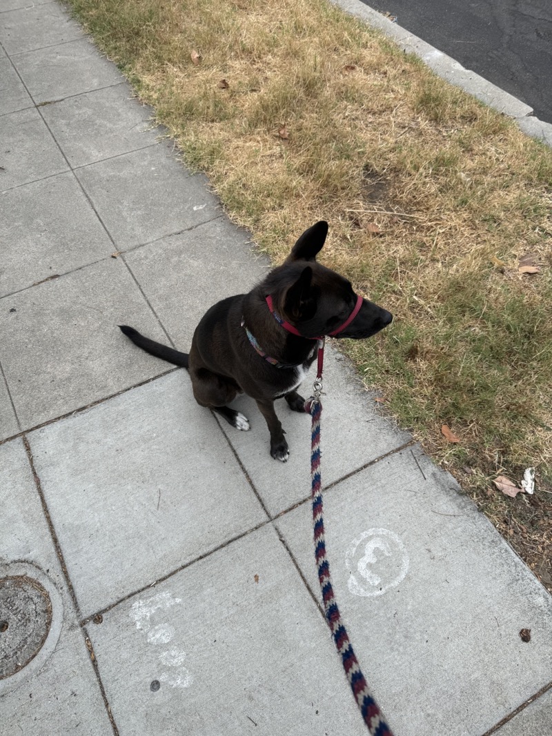 A picture of a black dog named Bowie sitting, taken on July 7 2024 at 6:58 am